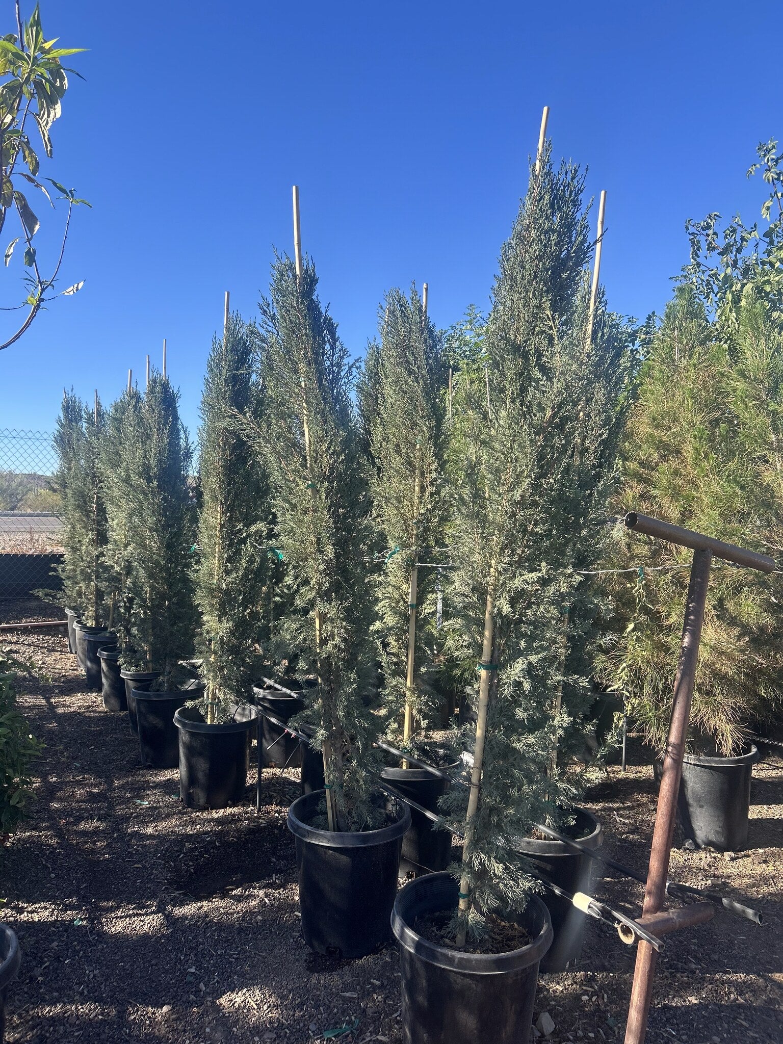 Italian Cypress