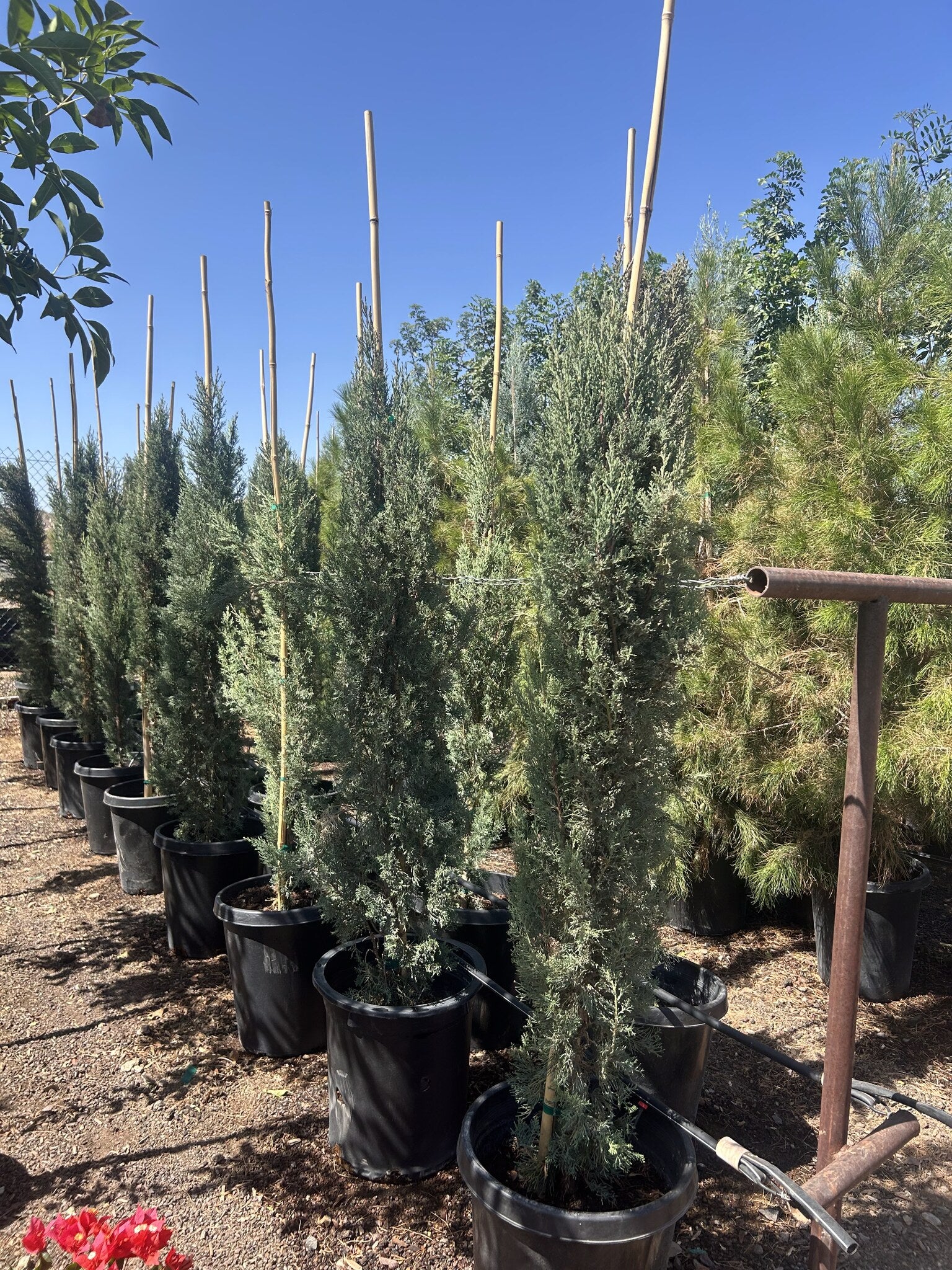 Italian Cypress