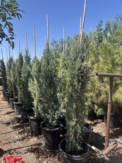 Italian Cypress