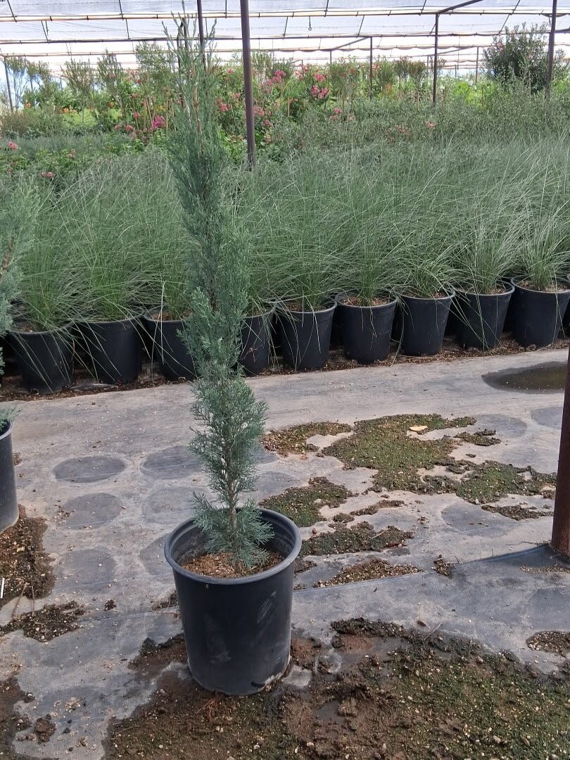 Italian Cypress 3/5 Gallon