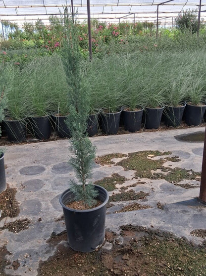 Italian Cypress 3/5 Gallon
