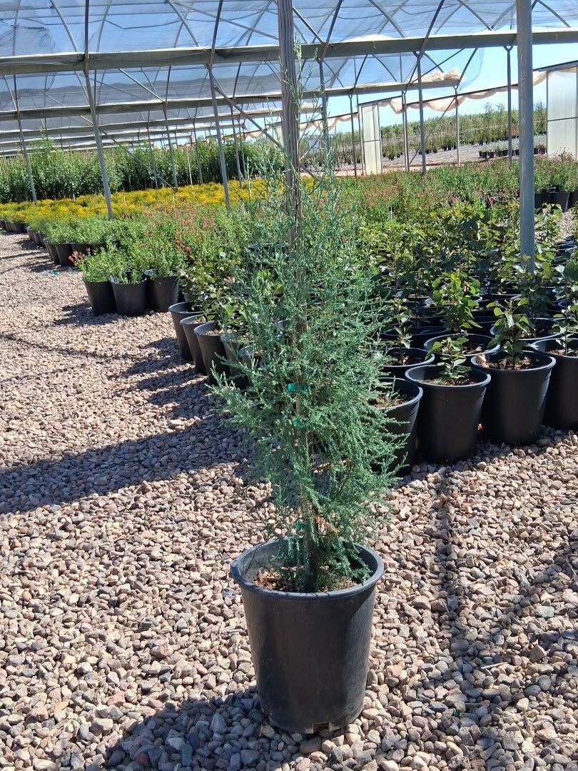Italian Cypress