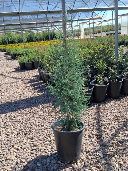 Italian Cypress