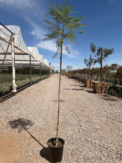5 gallon Jacaranda Tree (Jacaranda mimosifolia) in nursery pot on gravel — Phoenix, AZ
