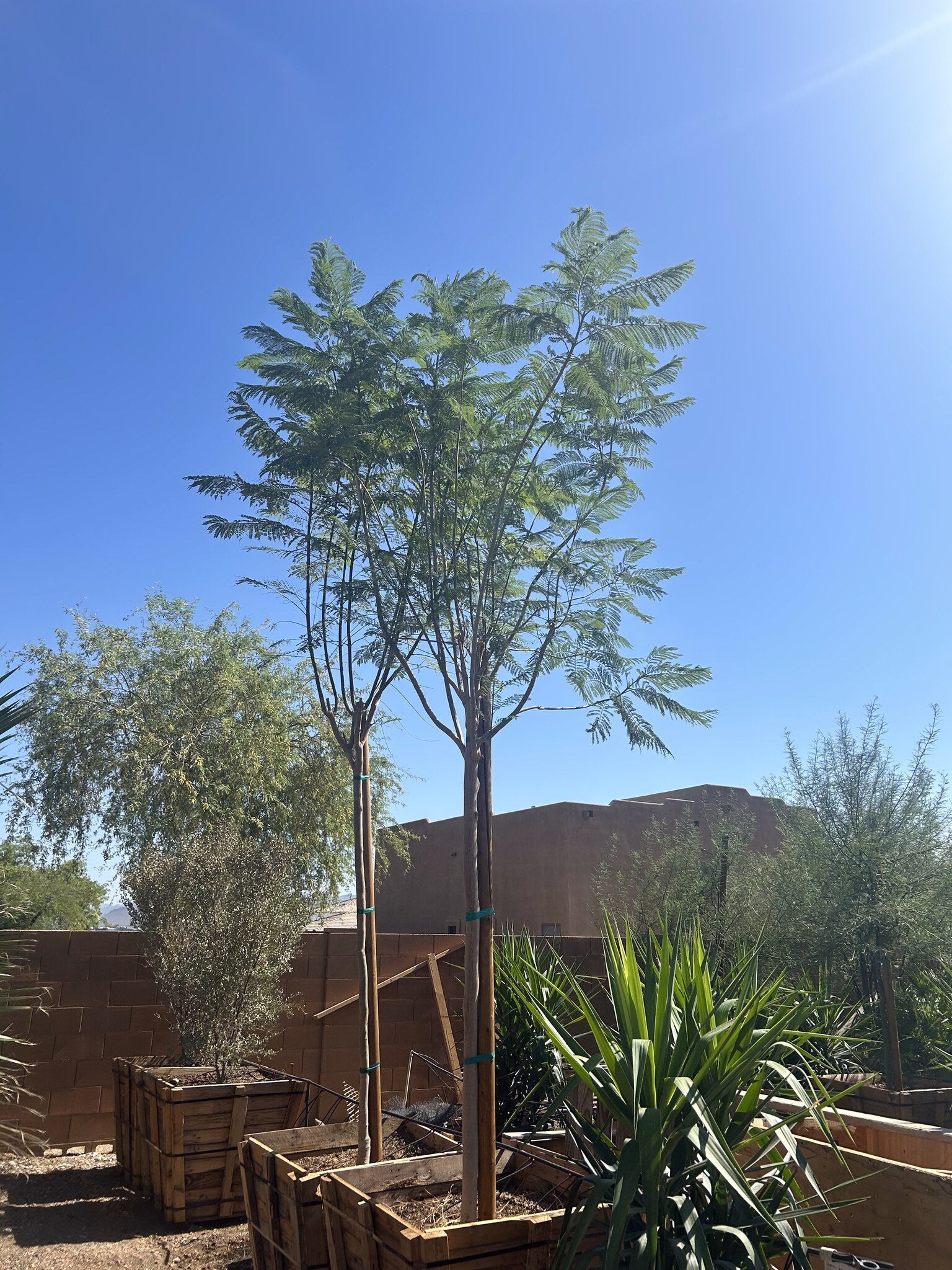 Buy Jacaranda Phoenix, AZ | Jacaranda mimosifolia | Three Timbers