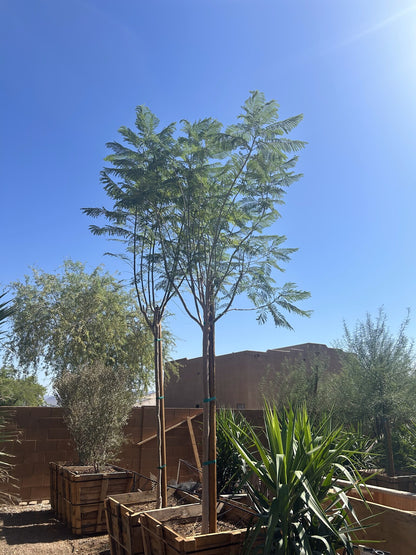 Jacaranda Tree 36" Box