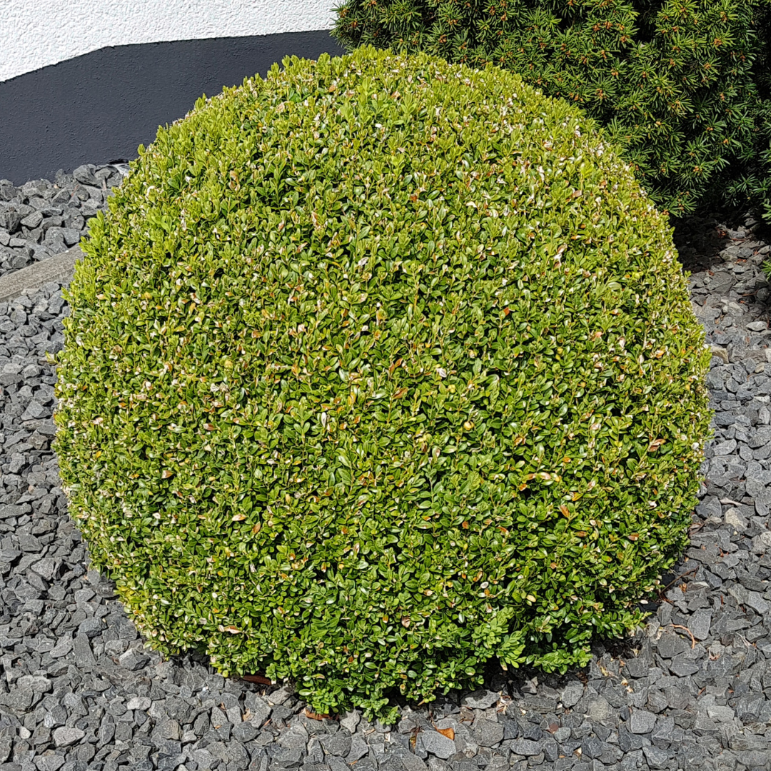 Japanese Boxwood