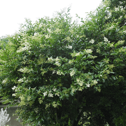 Japanese Privet Bush fast-growing evergreen privacy hedge with glossy green foliage and white blooms — Phoenix, AZ