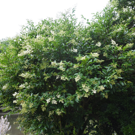 Japanese Privet Shrub