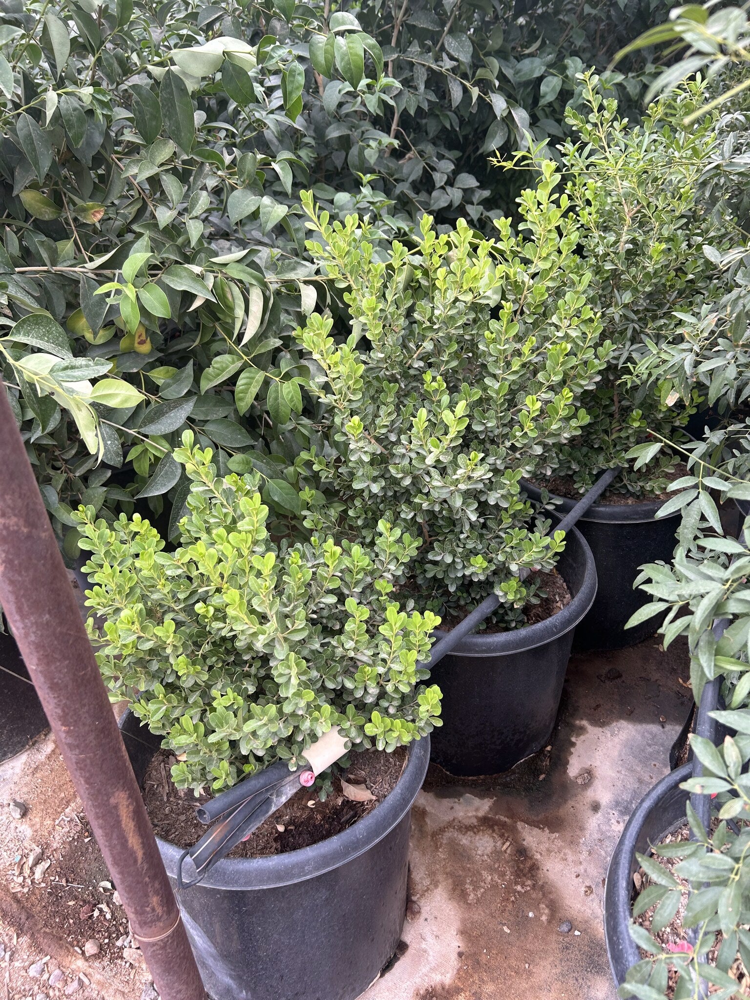 Japanese Boxwood 10/15 Gallon