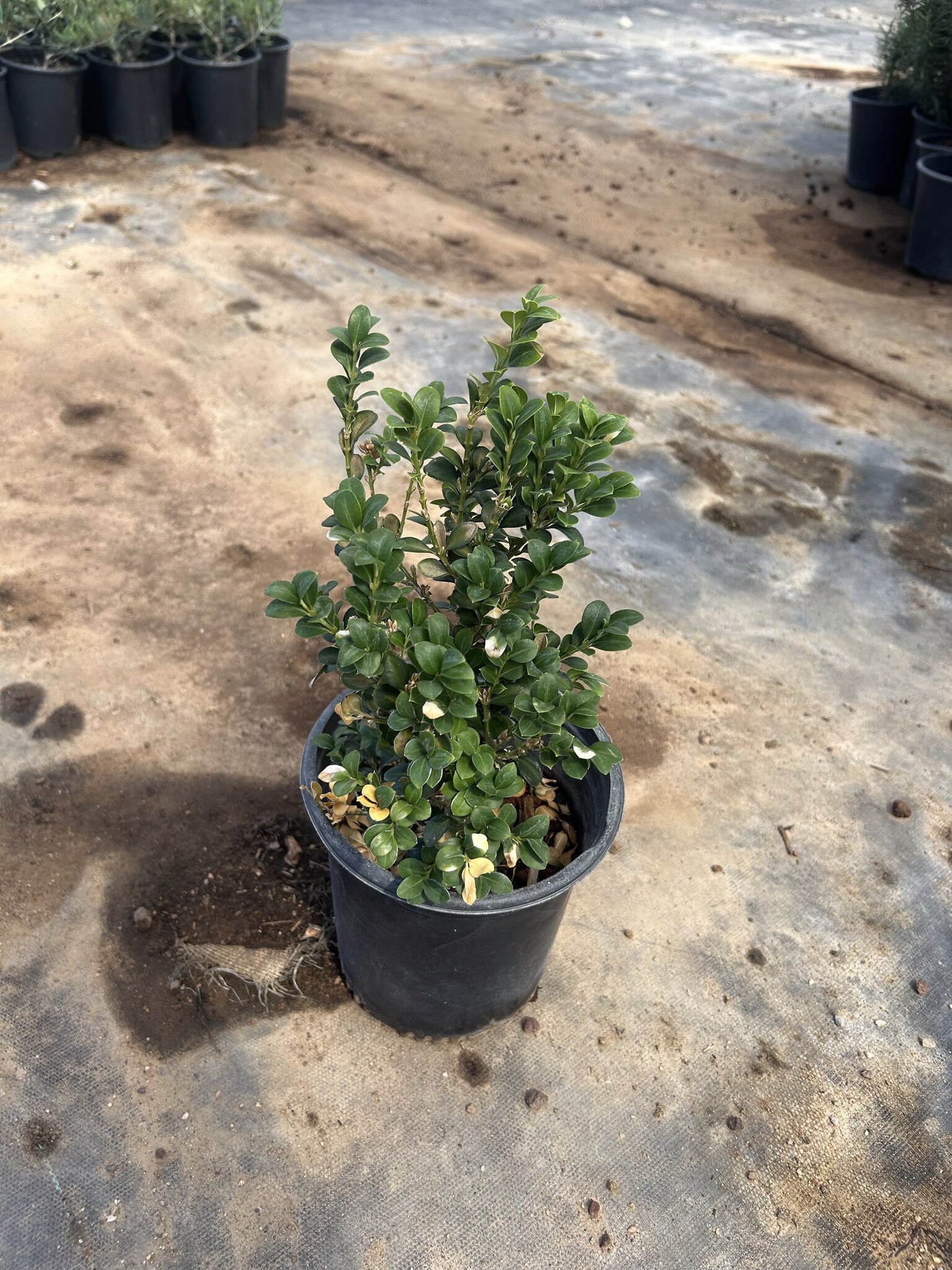 Japanese Boxwood