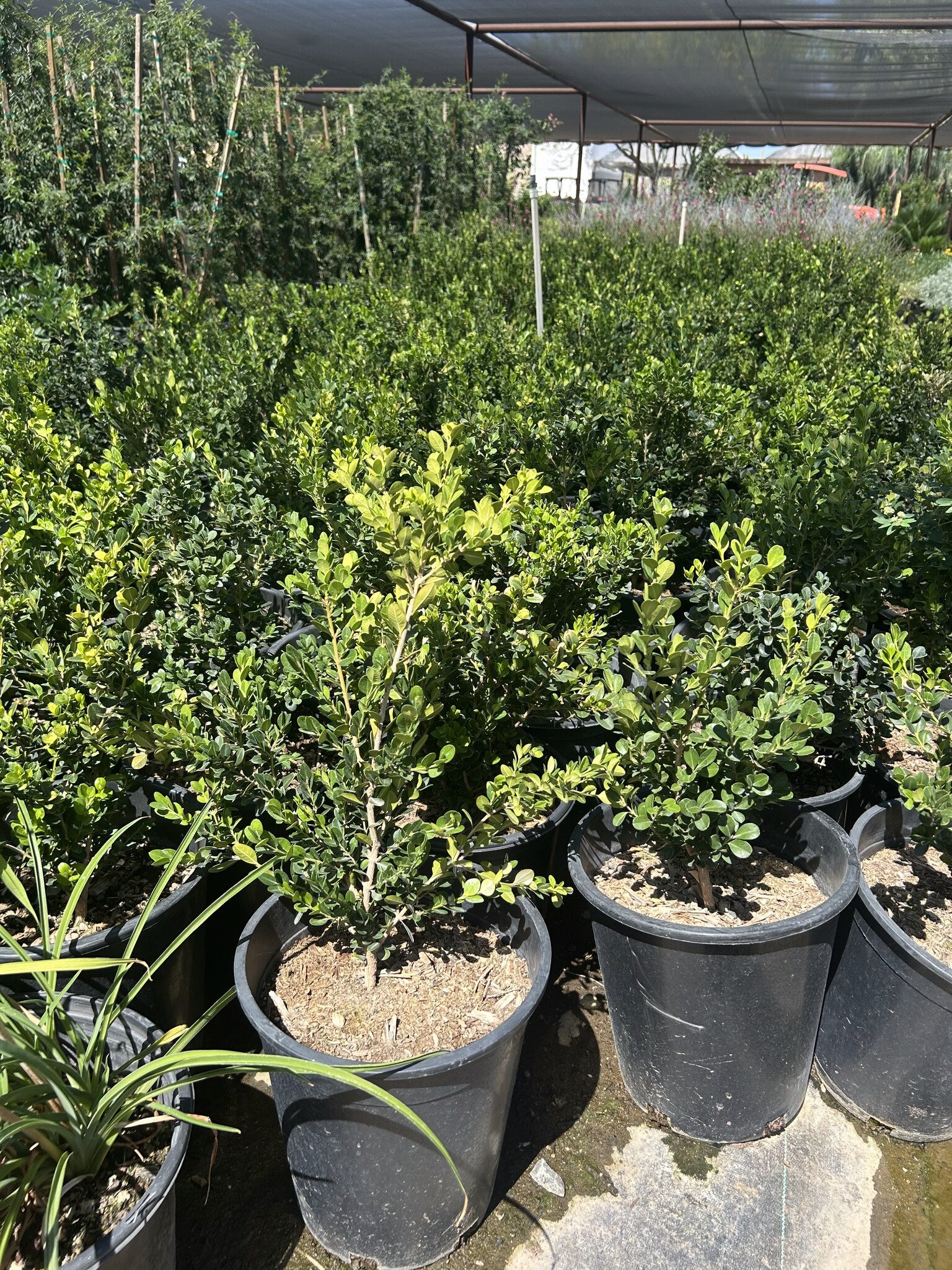 Buy Japanese Boxwood Phoenix, AZ | Buxus microphylla | Three