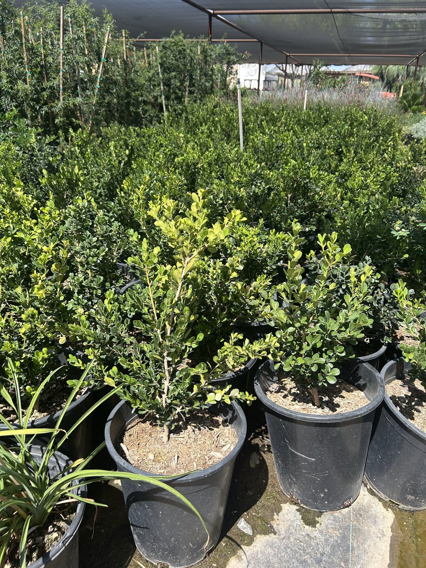 Japanese Boxwood 3/5 Gallon