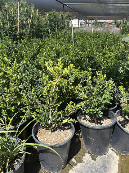 Japanese Boxwood 3/5 Gallon