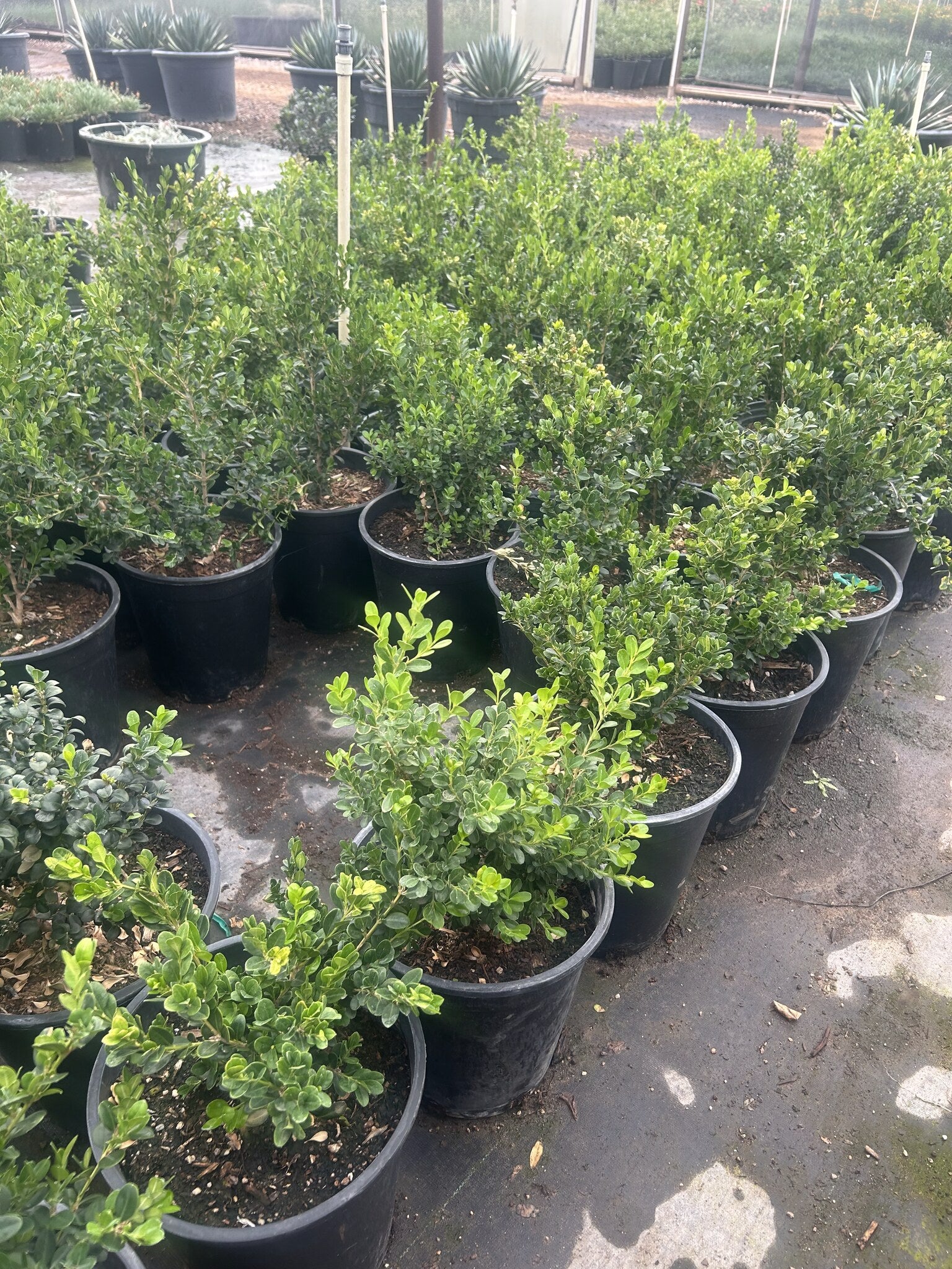 Japanese Boxwood - 3/5 Gallon