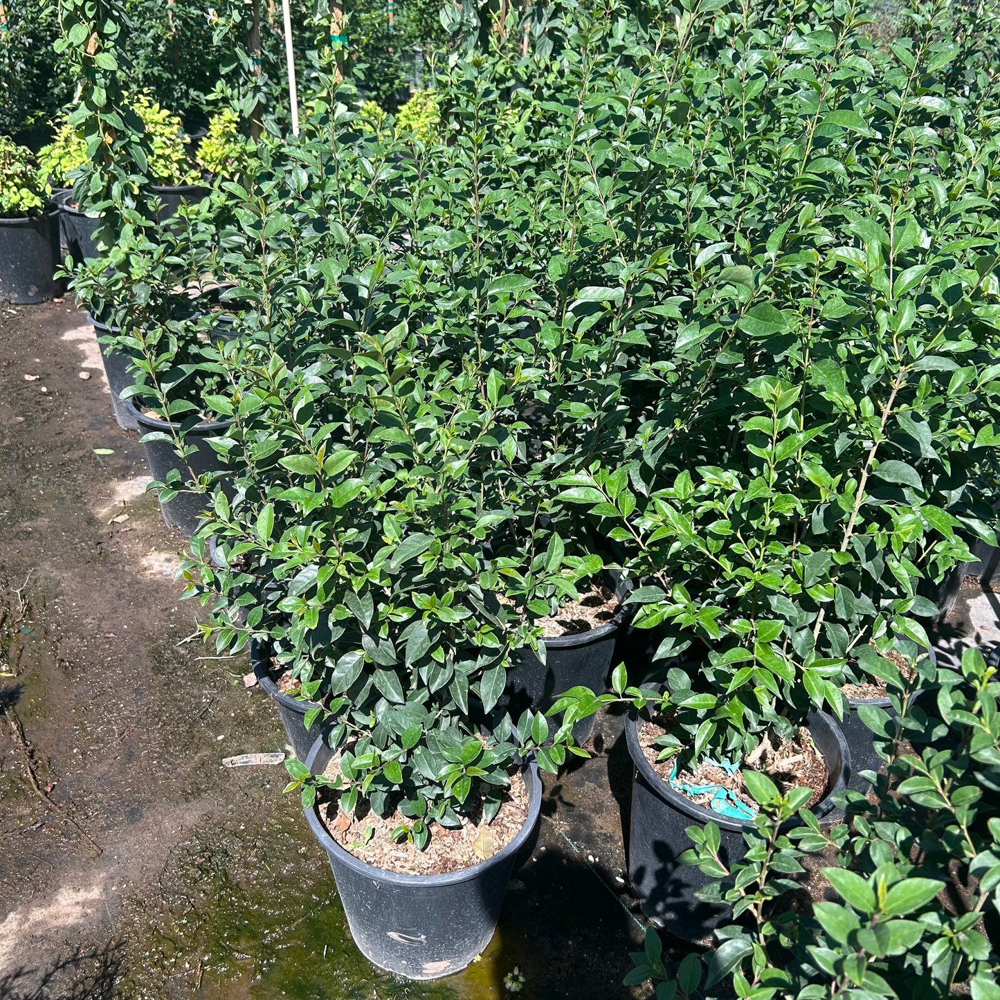 Japanese Privet Bush Phoenix | Ligustrum japonicum | Three Timbers  Three  Timbers Landscape Materials