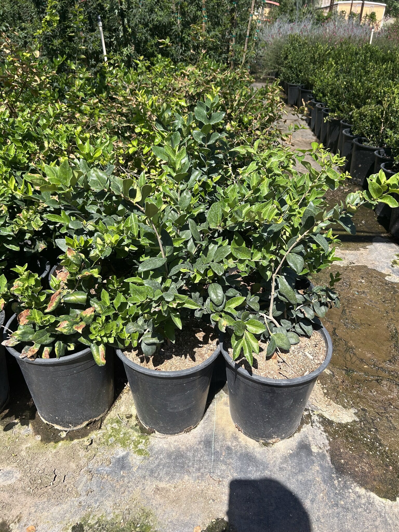 Japanese Privet Bush