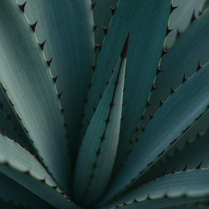 Jet Tip Agave