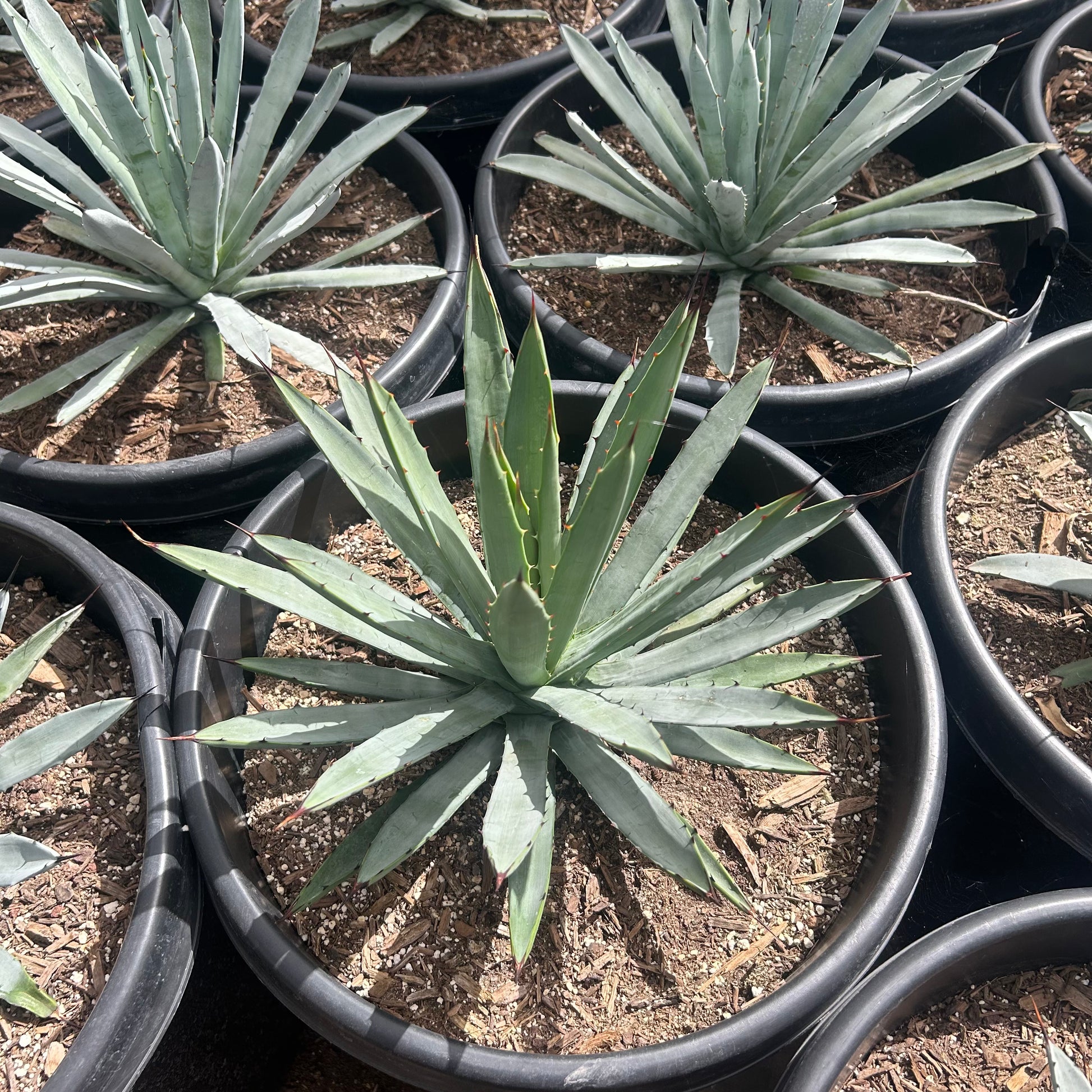 15 gallon Jet Tip Agave (Agave attenuata 'Jet Tip') in nursery pot — Phoenix, AZ