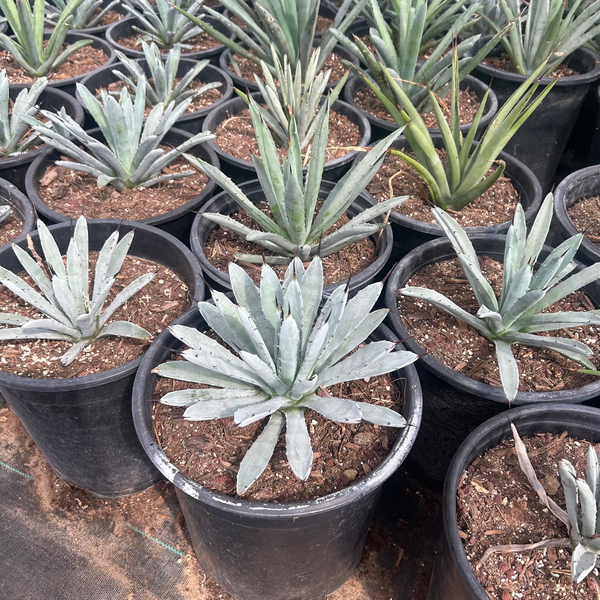 agave like succulents Buy Jet Tip Agave Phoenix, AZ | Agave macroacantha