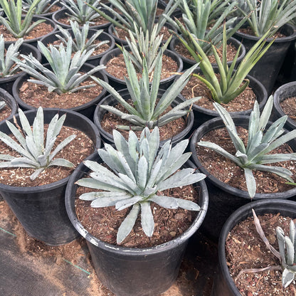5 gallon Jet Tip Agave (Agave attenuata 'Jet Tip') in nursery pot — Phoenix, AZ