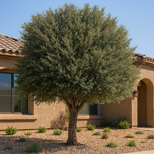 Joan Lionetti Texas Live Oak