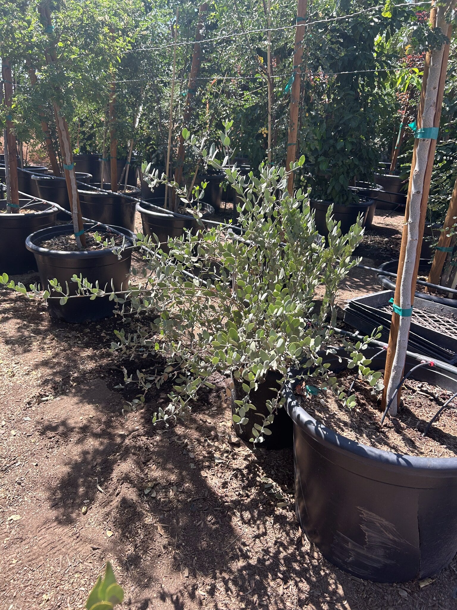 Jojoba 10/15 Gallon