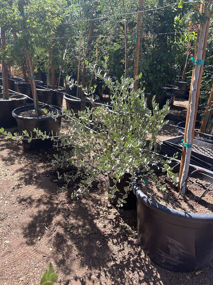 Jojoba 10/15 Gallon