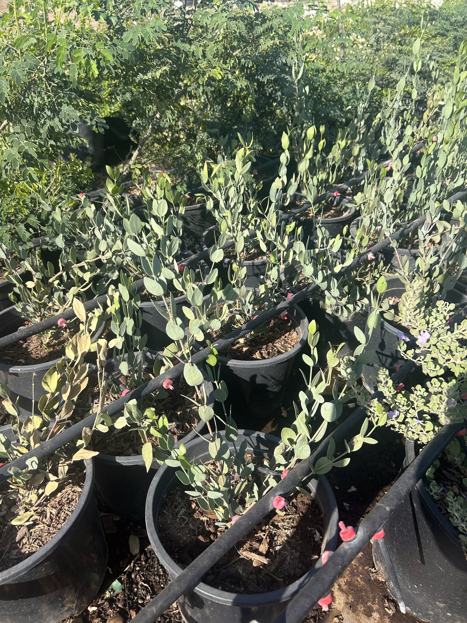 Jojoba