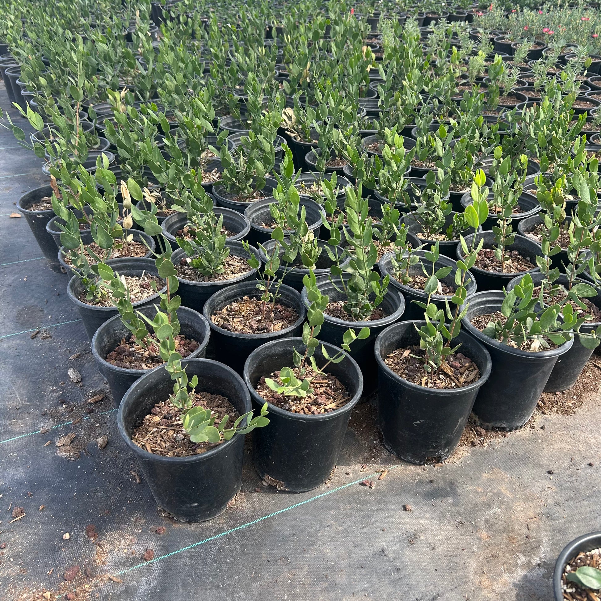 1 gallon Jojoba (Simmondsia chinensis) in nursery pot — Phoenix, AZ