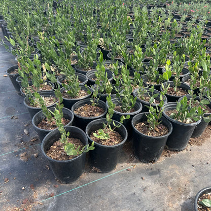 1 gallon Jojoba (Simmondsia chinensis) in nursery pot — Phoenix, AZ