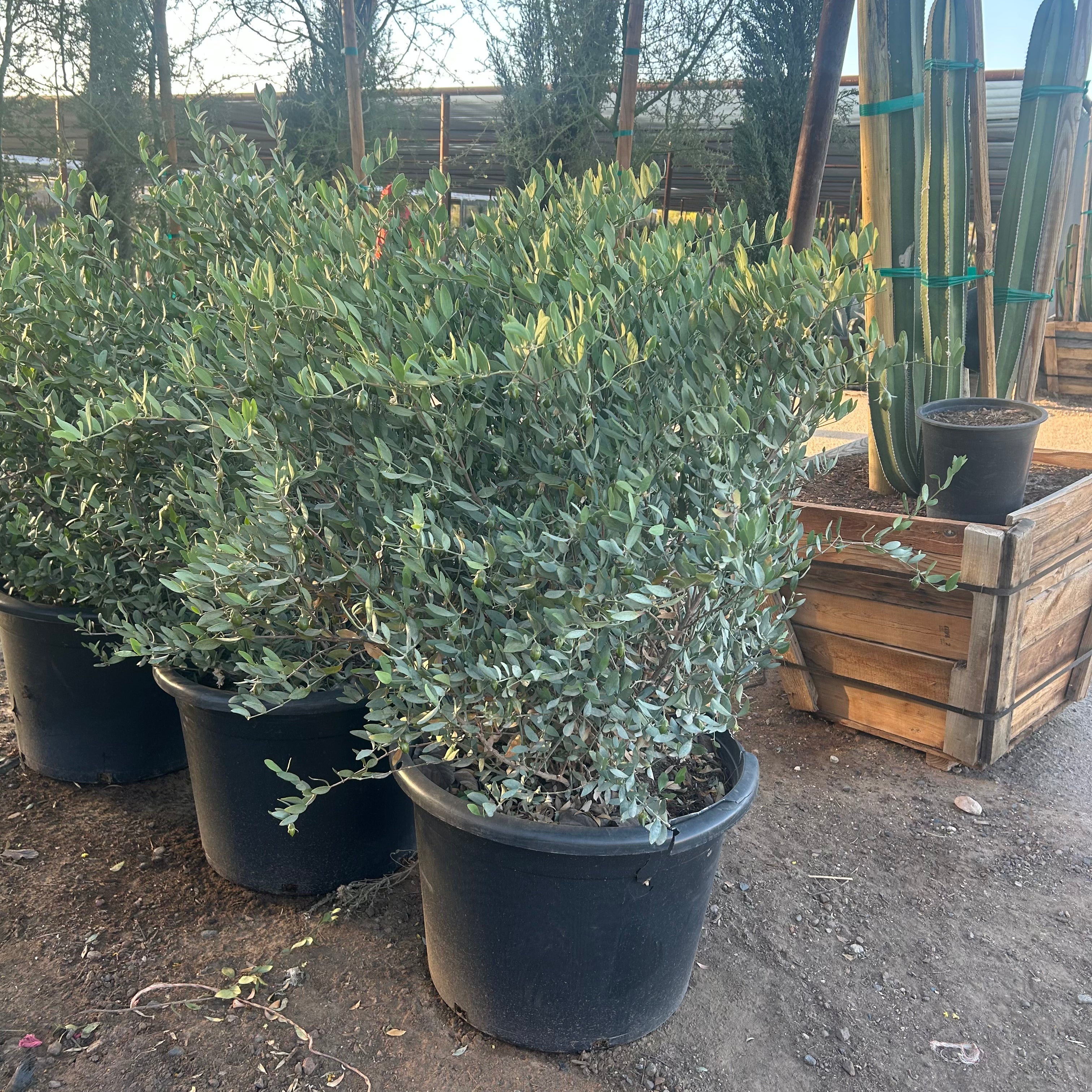 25 gallon Jojoba (Simmondsia chinensis) in nursery pot — Phoenix, AZ