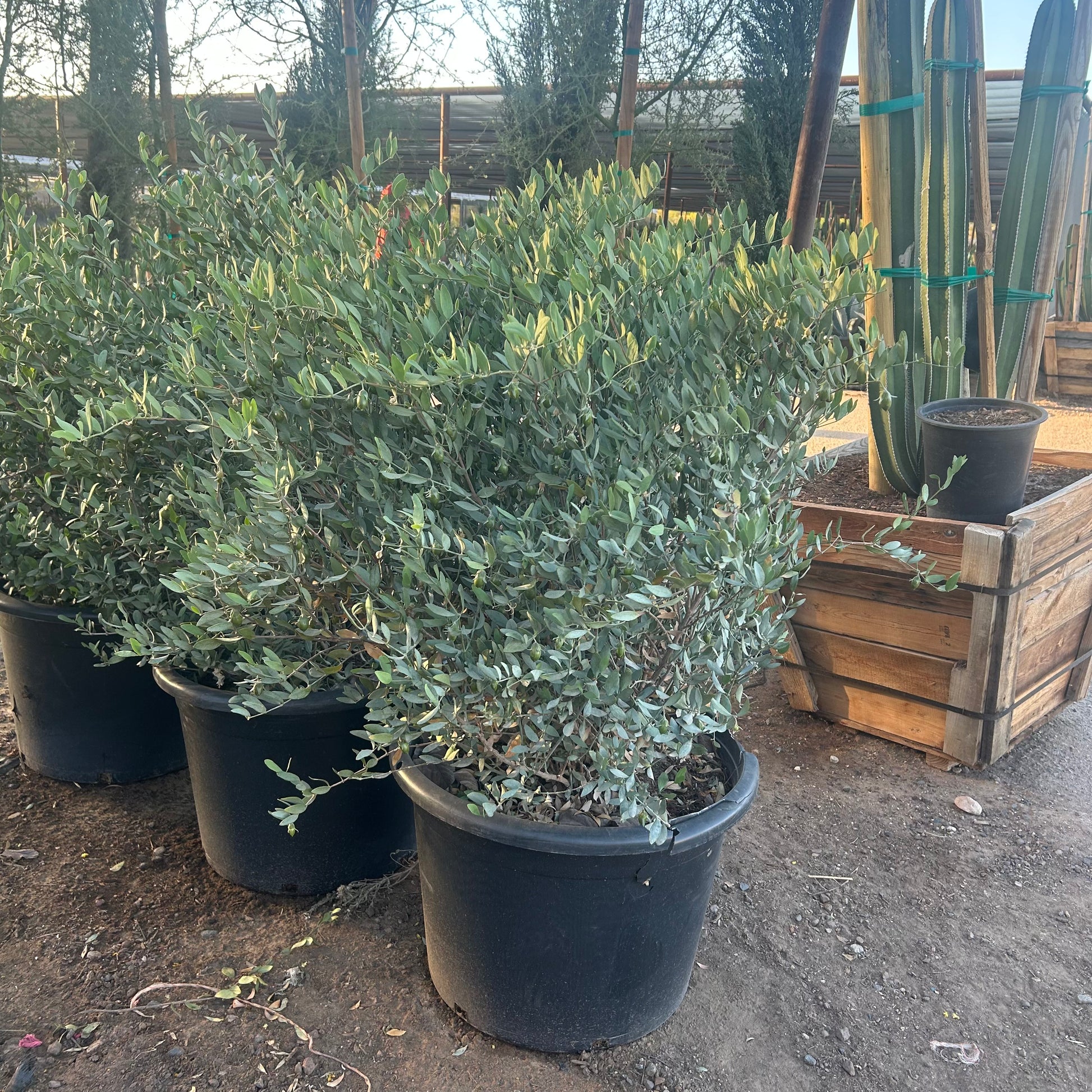 25 gallon Jojoba (Simmondsia chinensis) in nursery pot — Phoenix, AZ