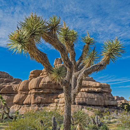Joshua Tree