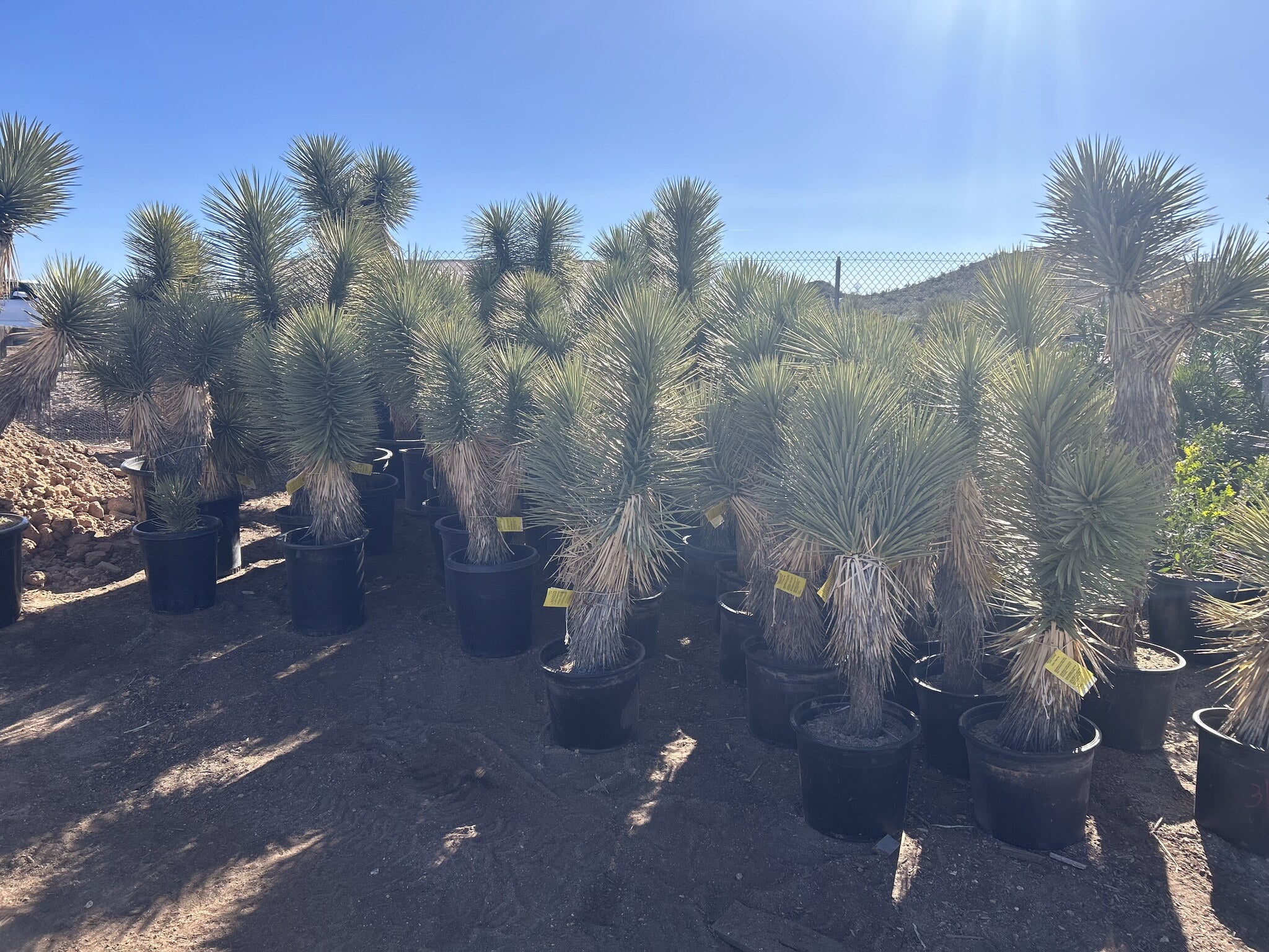 Joshua Tree 10/15 Gallon