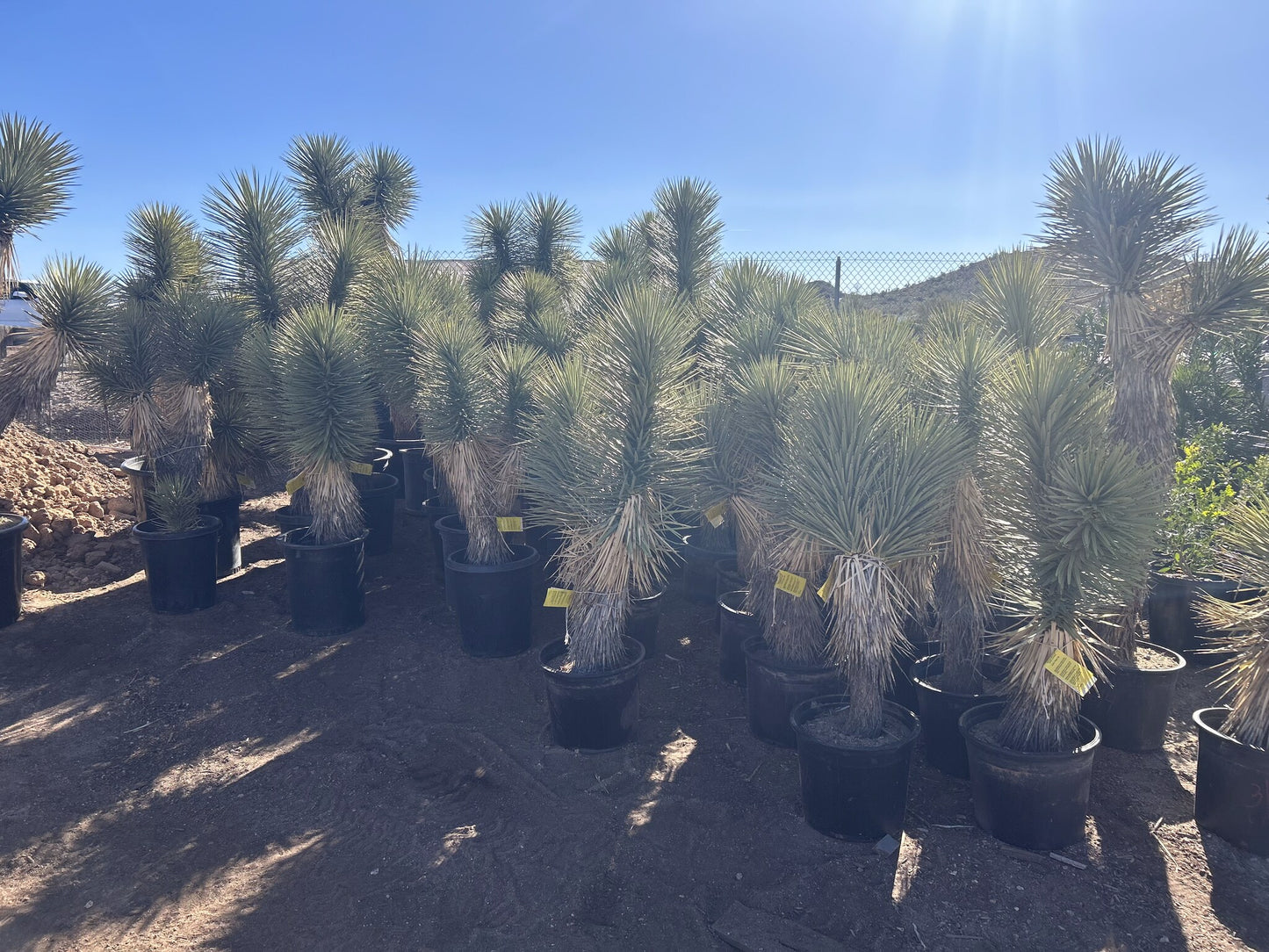 Joshua Tree 10/15 Gallon