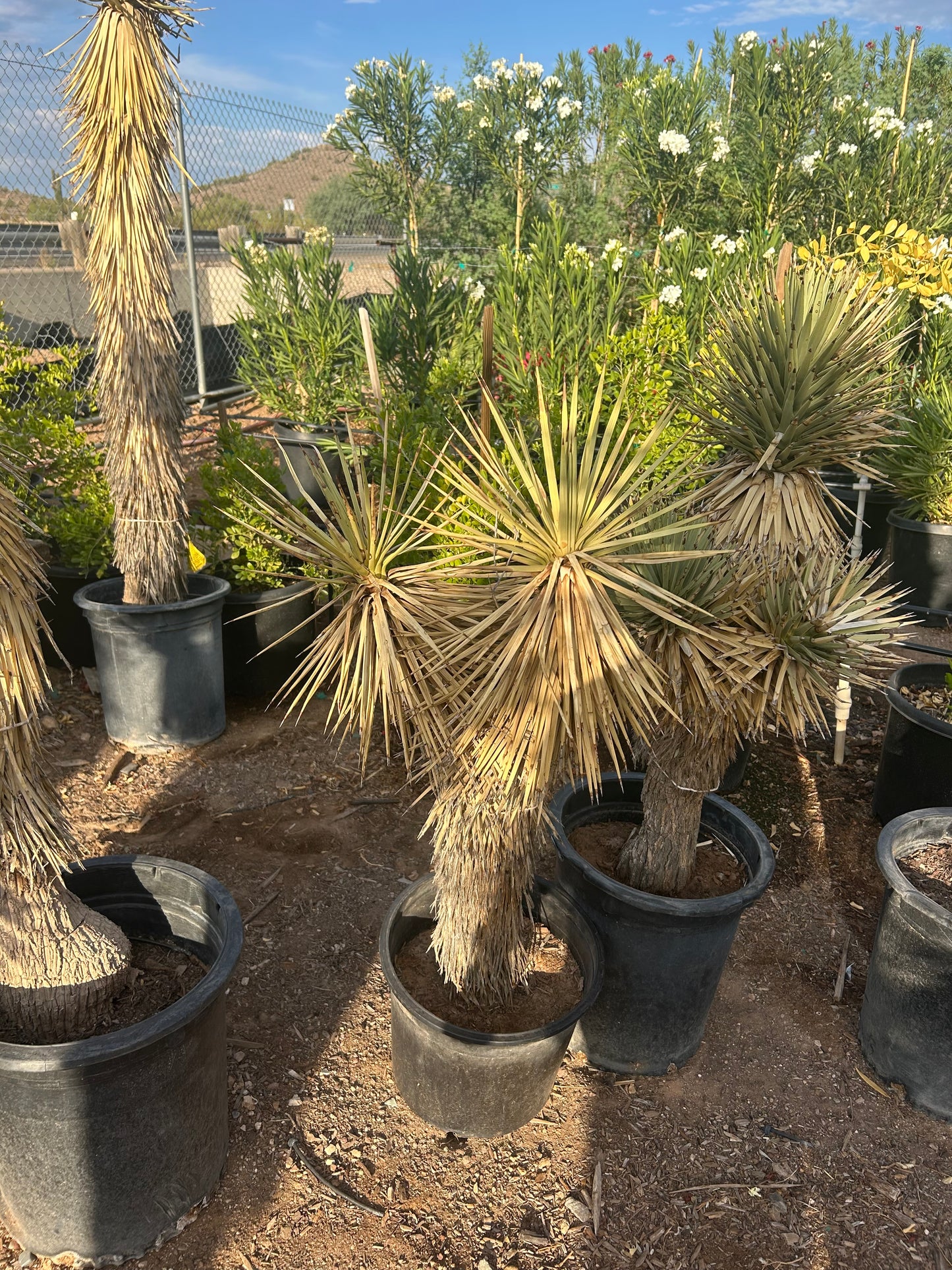 Joshua Tree