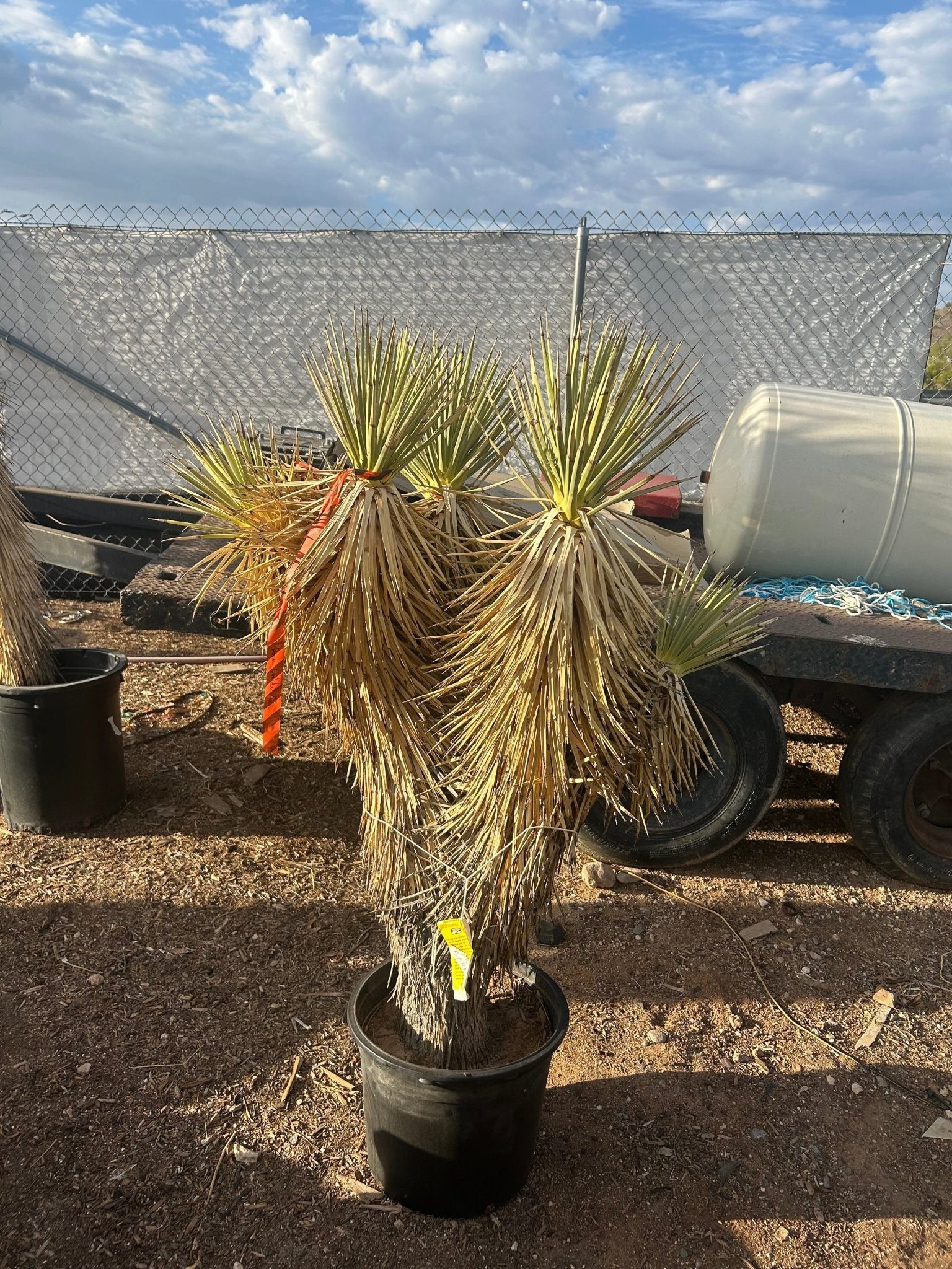 joshua tree house plant Buy Joshua Tree Phoenix, AZ | Yucca brevifolia