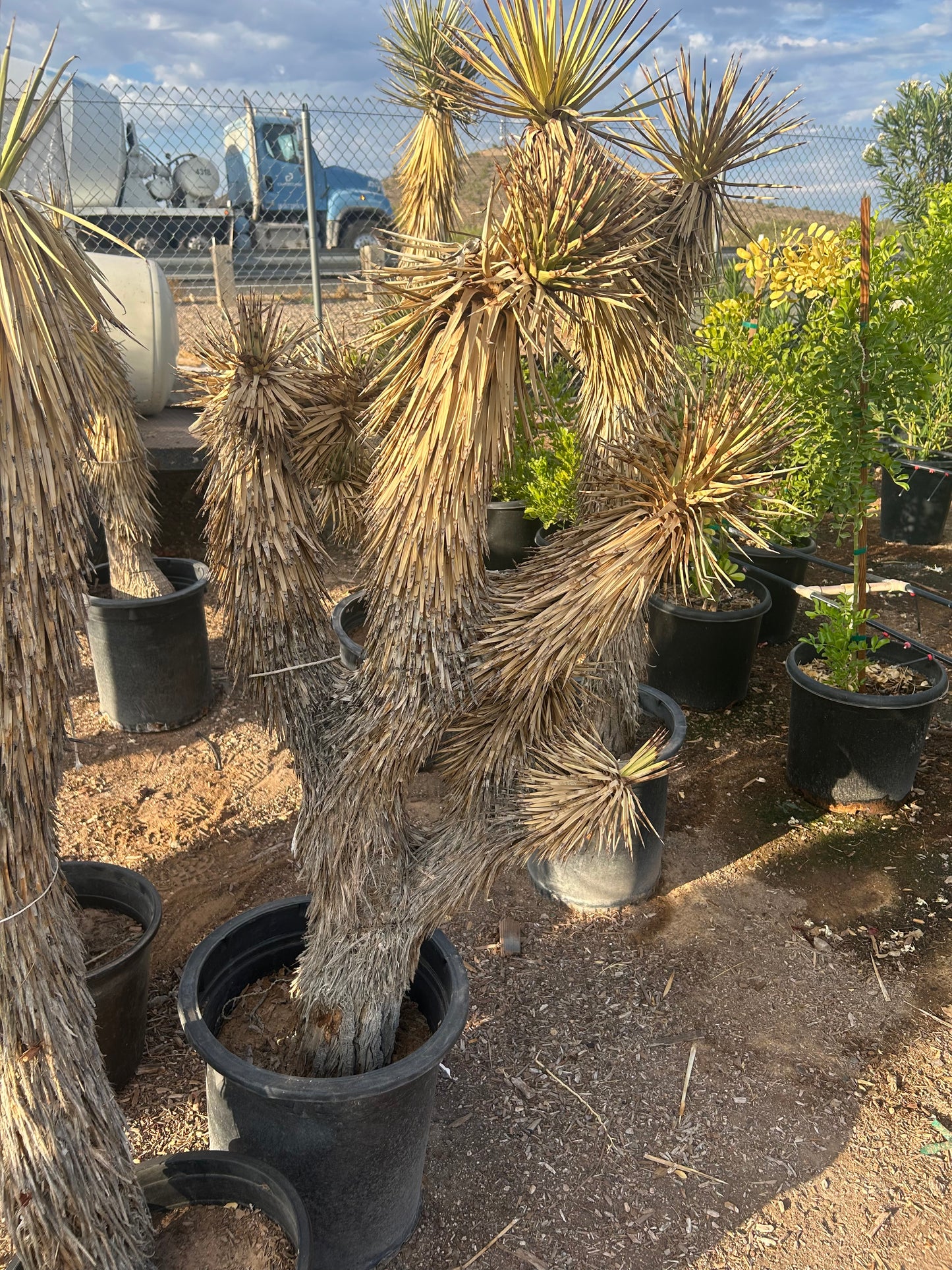 Joshua Tree