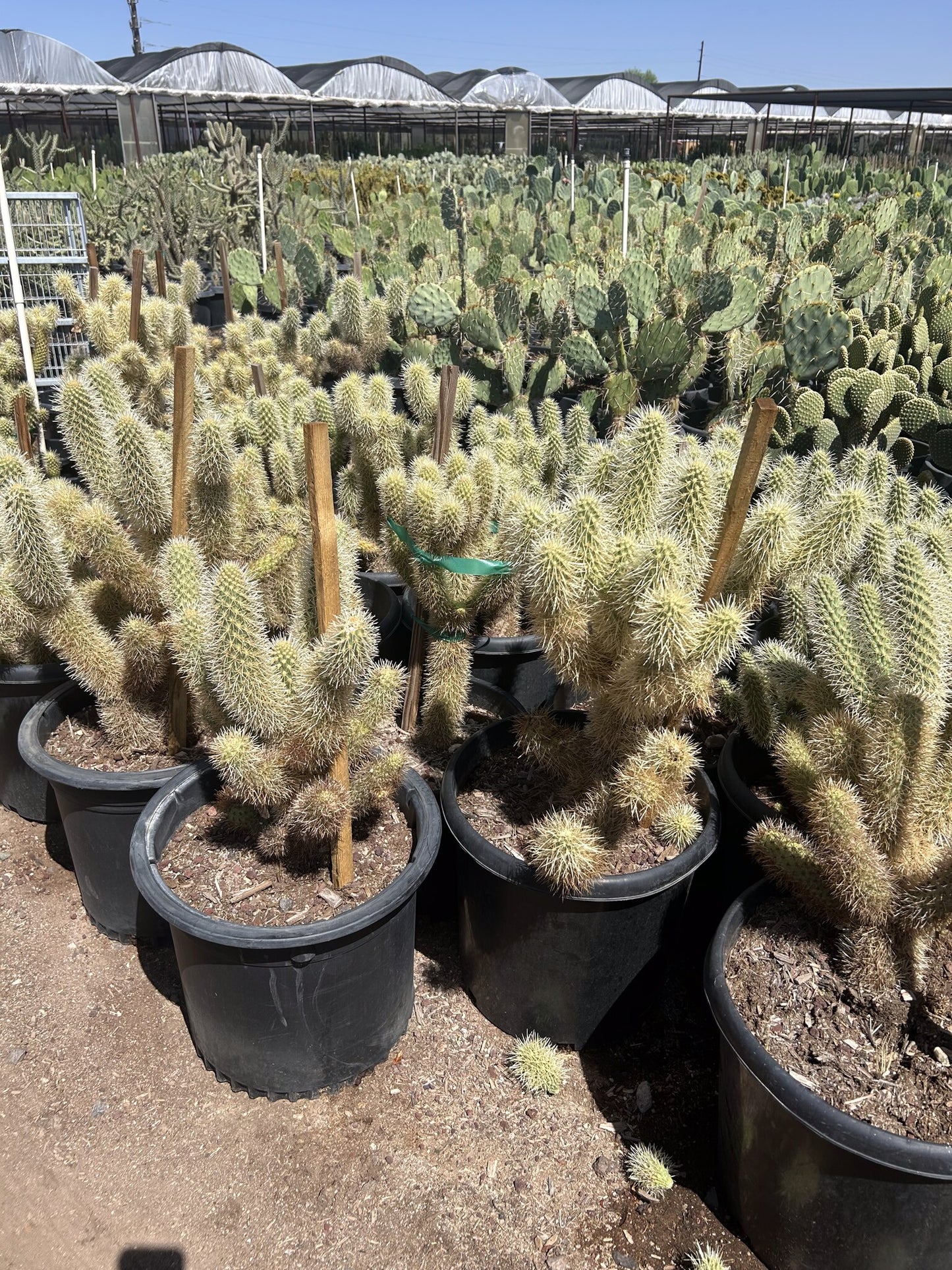 Jumping Cholla