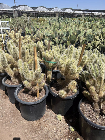 Jumping Cholla