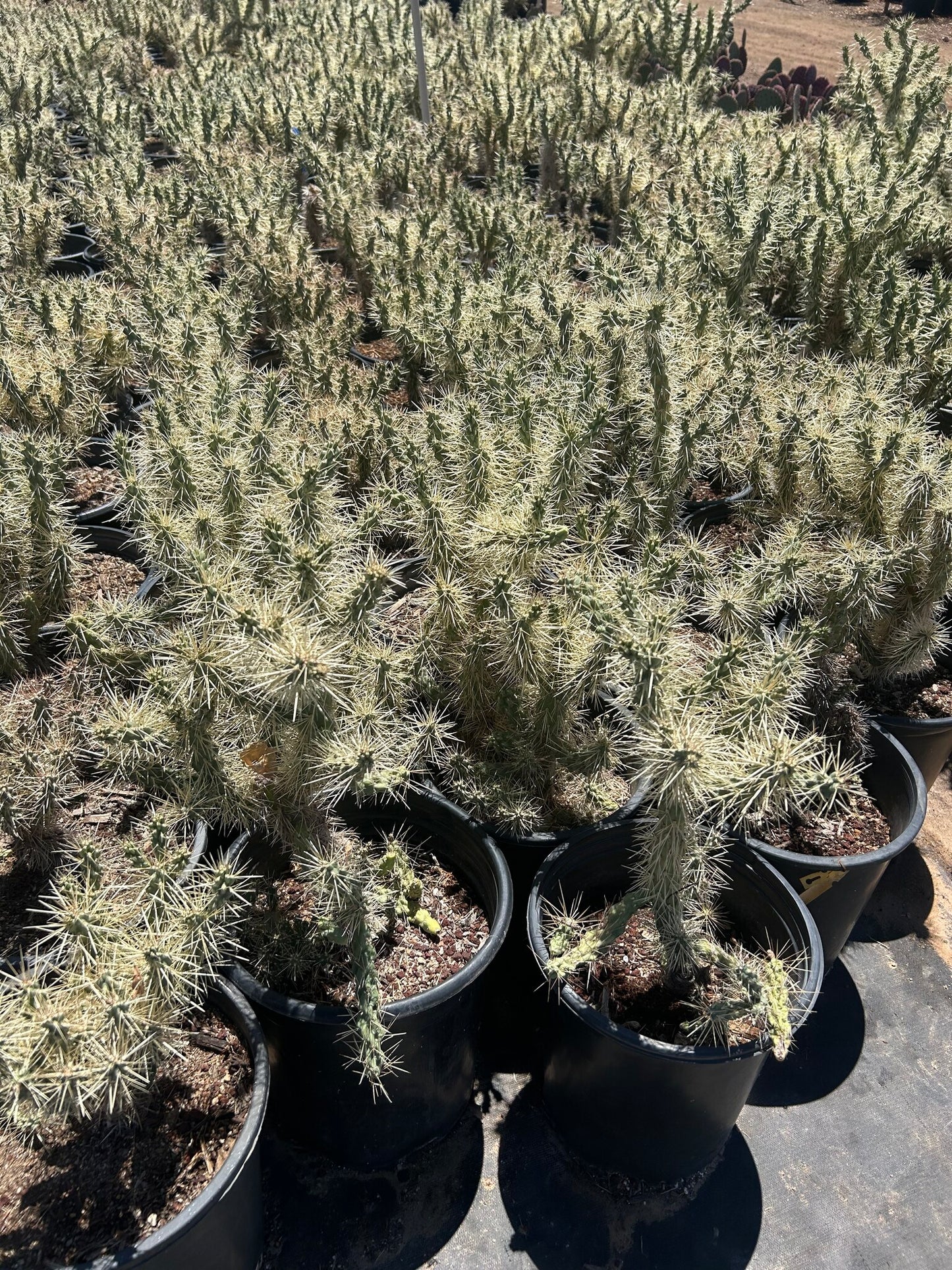 Jumping Cholla - 3/5 Gallon
