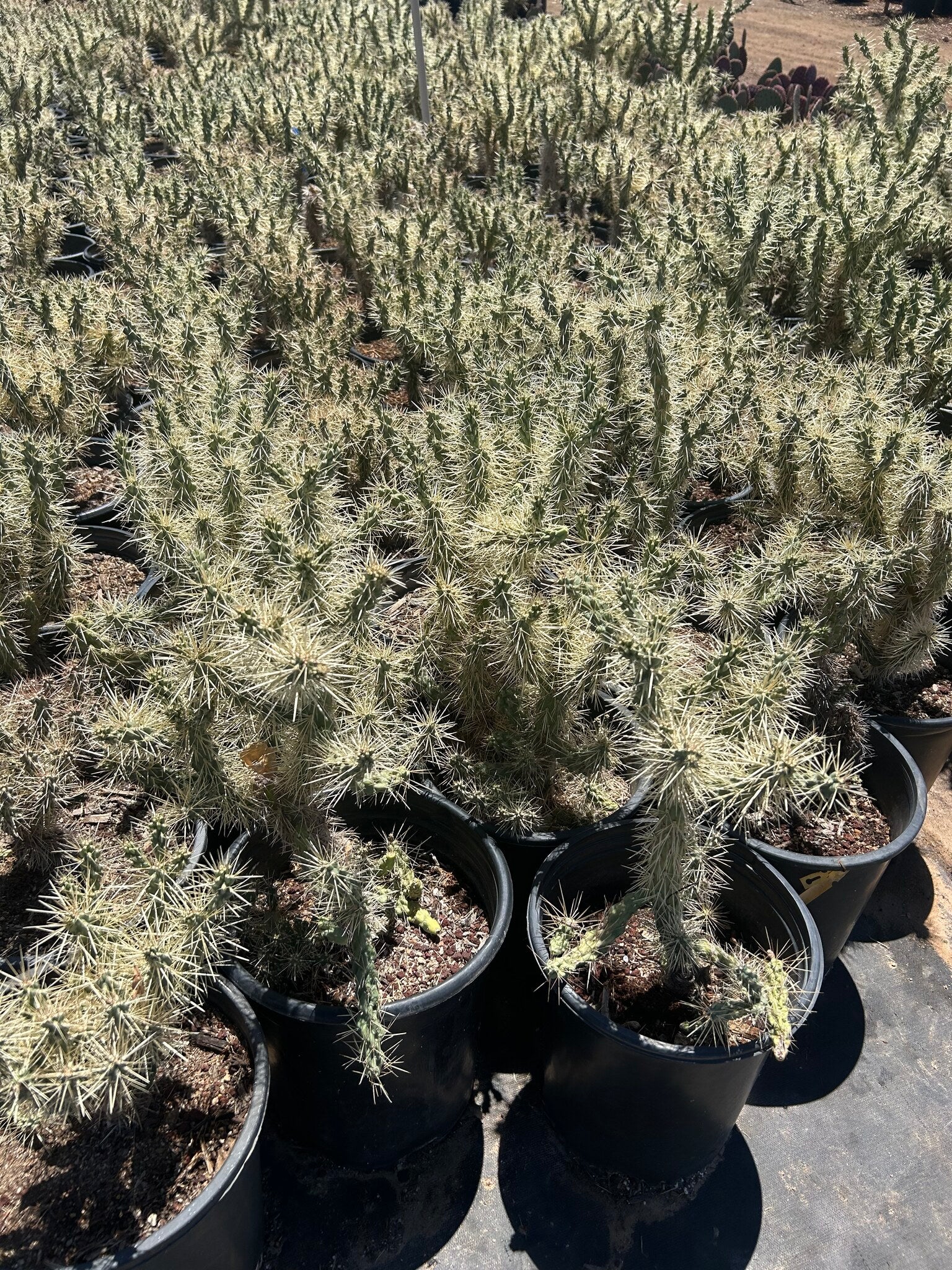 Jumping Cholla - 3/5 Gallon