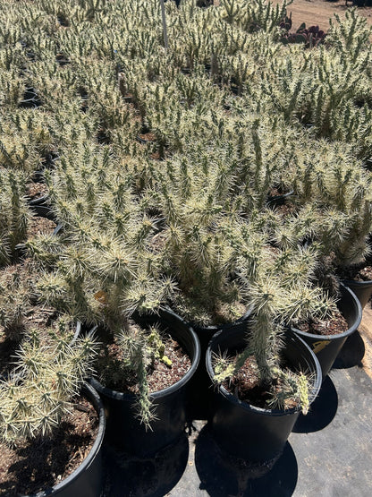 Jumping Cholla - 3/5 Gallon