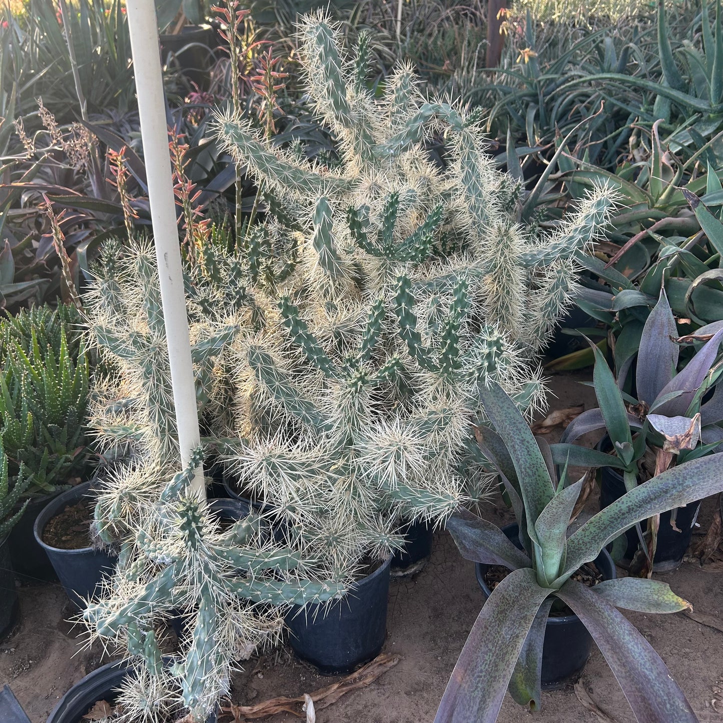 1 gallon Jumping Cholla (Cylindropuntia fulgida) in nursery pot — Phoenix, AZ