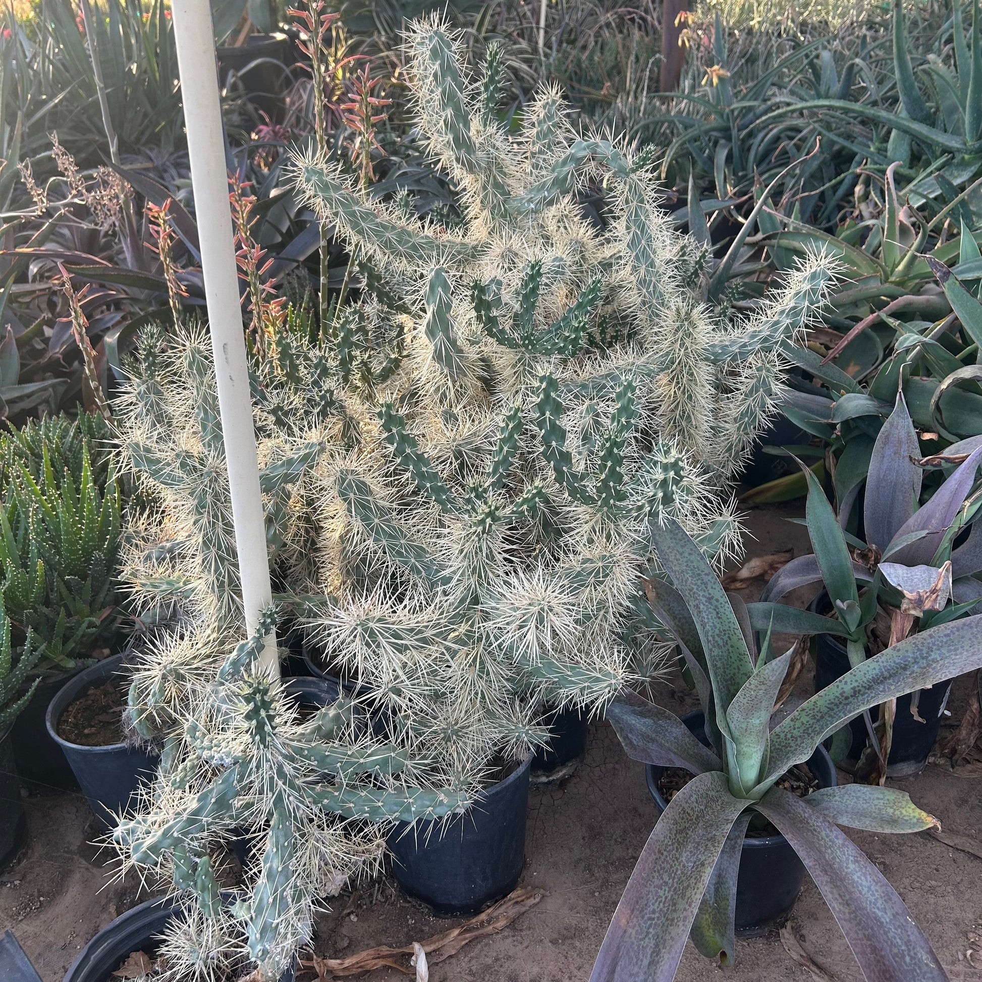 1 gallon Jumping Cholla (Cylindropuntia fulgida) in nursery pot — Phoenix, AZ