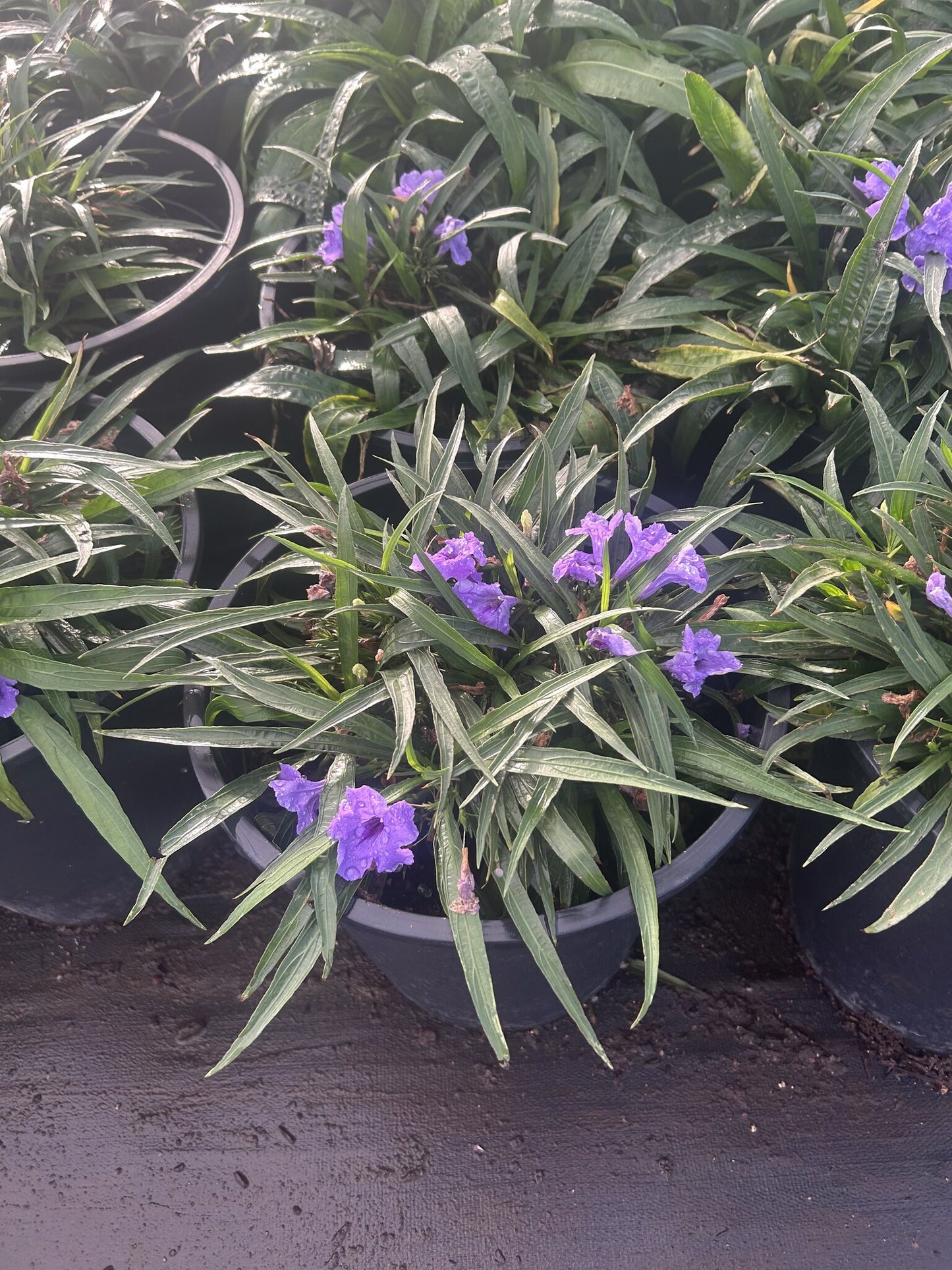 Katie Ruellia Purple - 3/5 Gallon