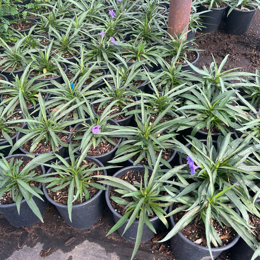 1 gallon Katie Ruellia Purple (Ruellia brittoniana 'Katie') in nursery pot — Phoenix, AZ