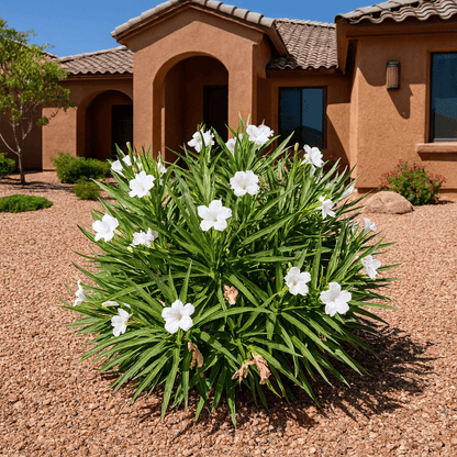 Katie White Ruellia (Ruellia brittoniana) with white blooms in desert landscape — Phoenix, AZ