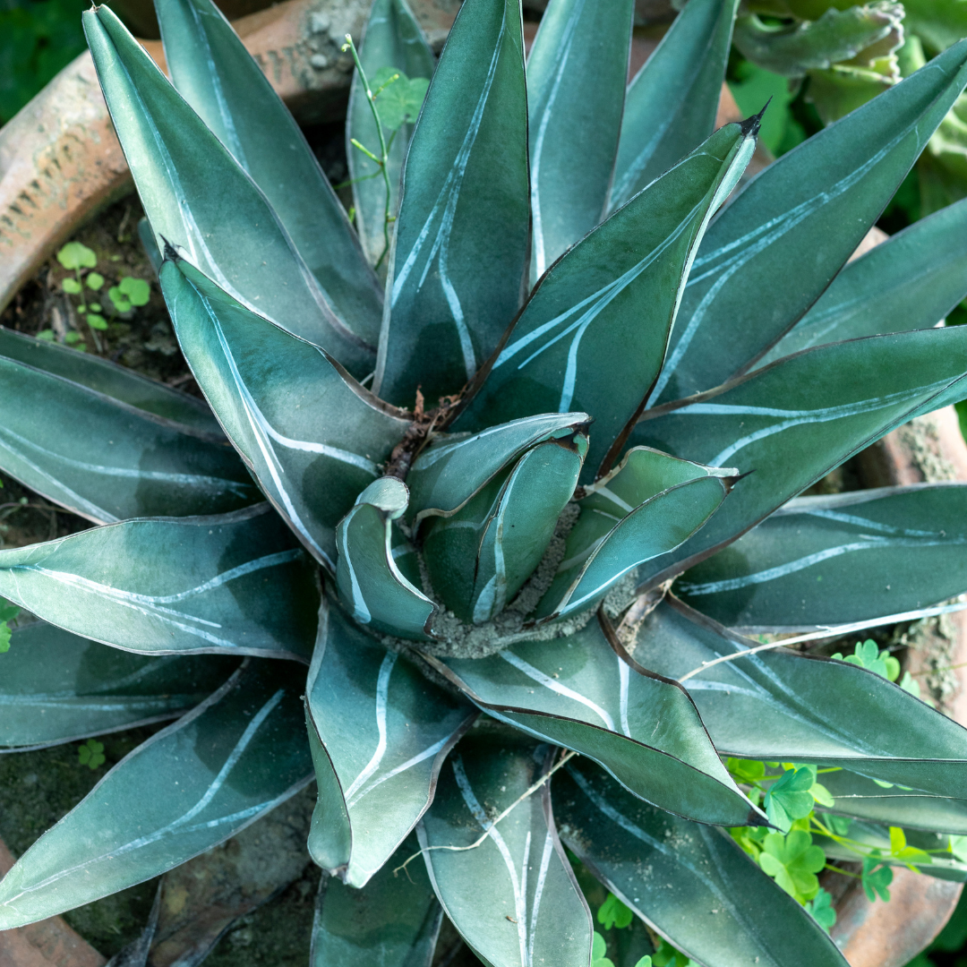 King Ferdinand Agave